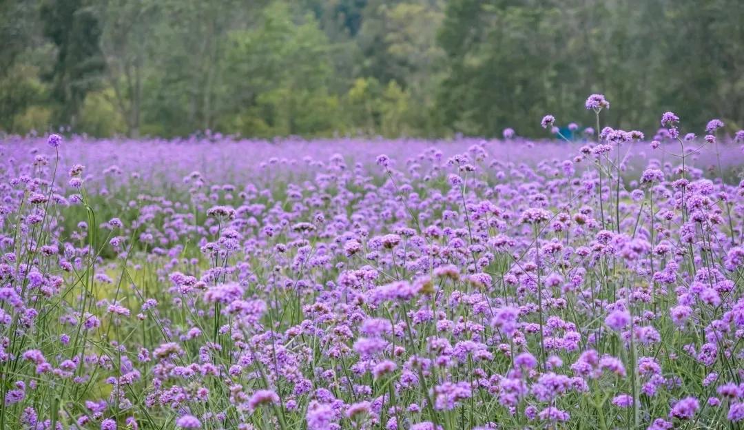 七绝:累瘫的父母与睡成小猪的娃
我如牛马尚辛忙，稚子衾中梦已香。
未解小童疲底事