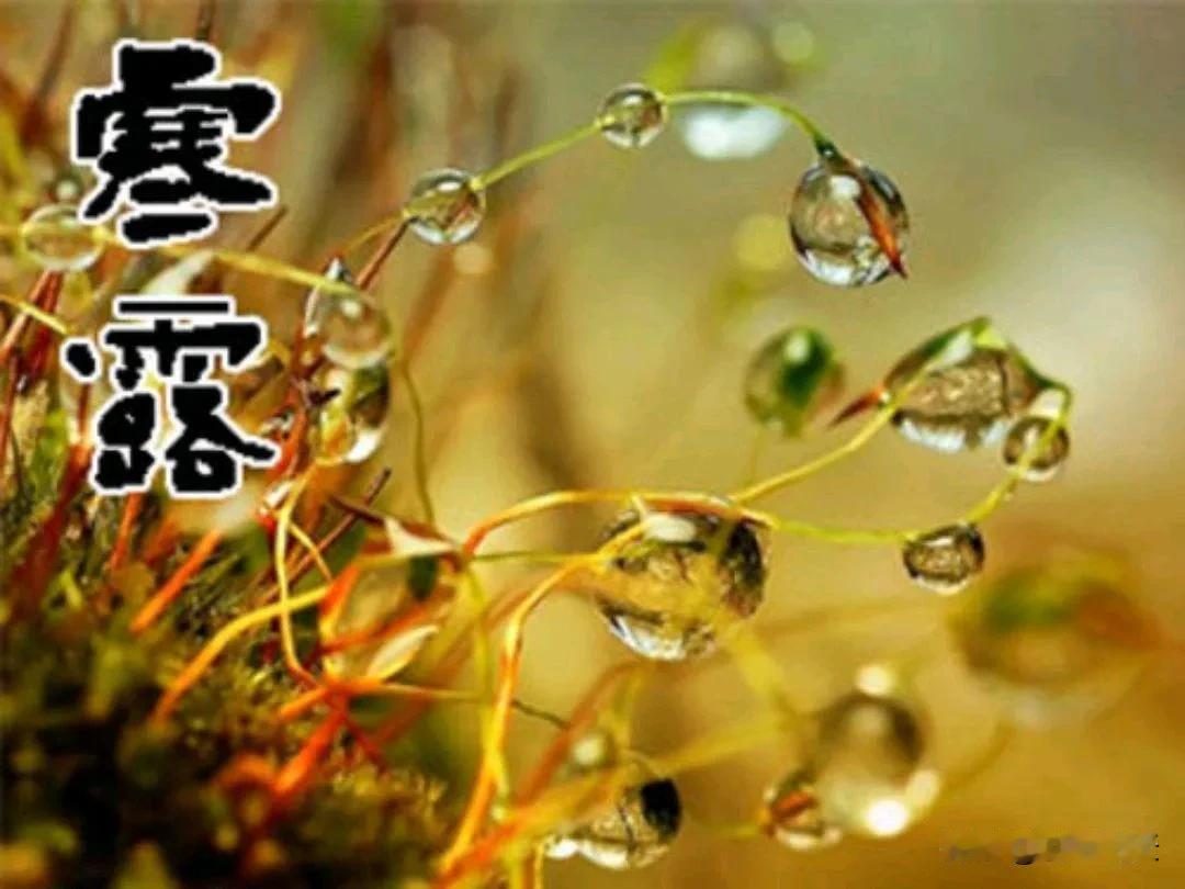 五言绝句：寒露
寒露生凉意，
秋山色更浓。
玉阶飘落叶，
何必怨西风。
#秋景诗