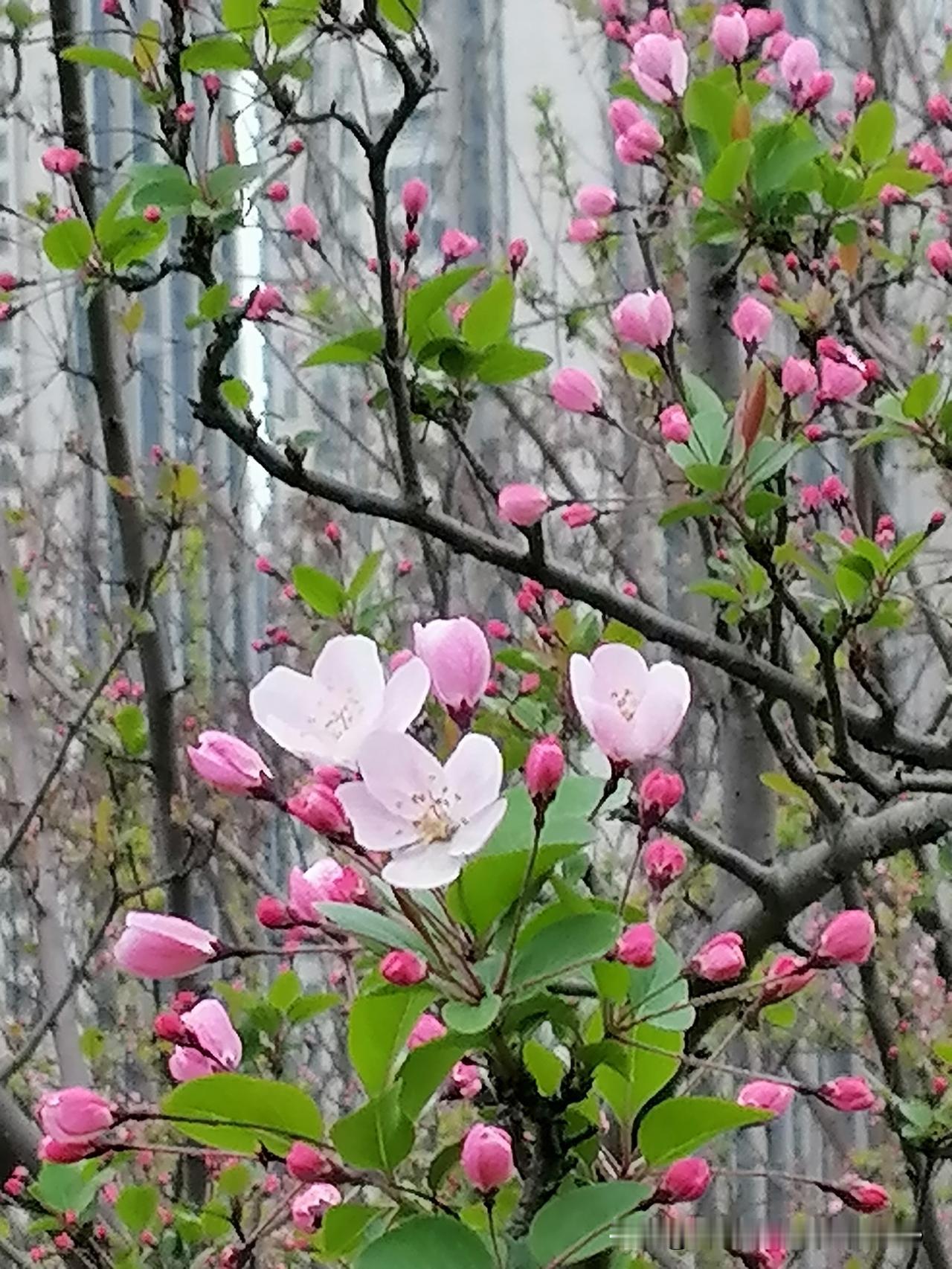 分享一张你相册里的花草照片