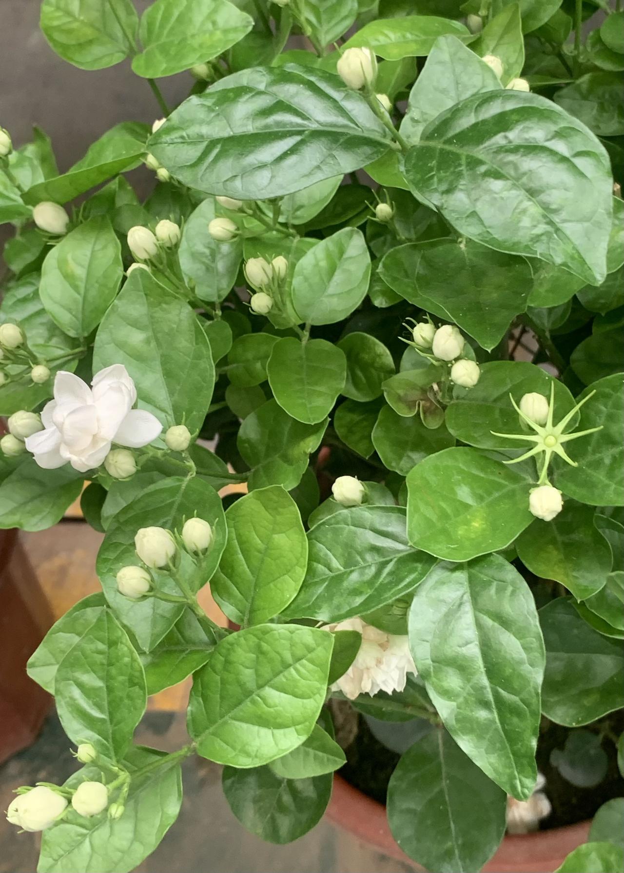 看看我家这棵茉莉花。
我养了一棵茉莉花，三年了，从一棵小小的苗长成一大株。年年开