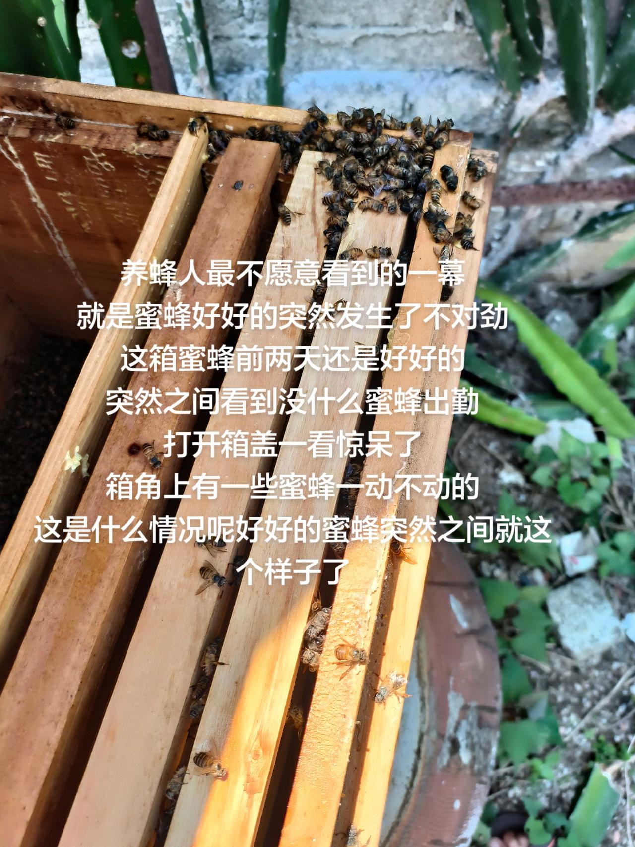 养蜂人最不愿意看到的一幕
就是蜜蜂好好的突然发生了不对劲
这箱蜜蜂前两天还是好好