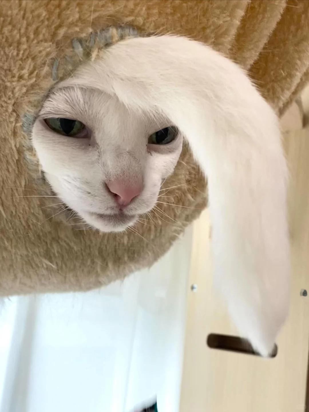 咪咪你太怪了 ​​​