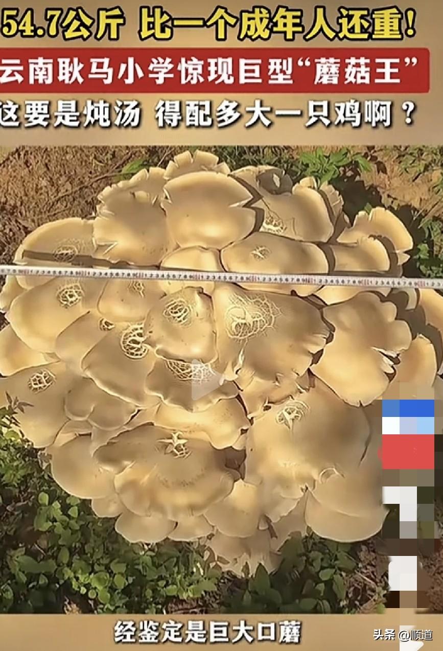 近日，云南临沧耿马一乡村小学内，发现一株巨大蘑菇，六七个人围在一起才能抱起来。