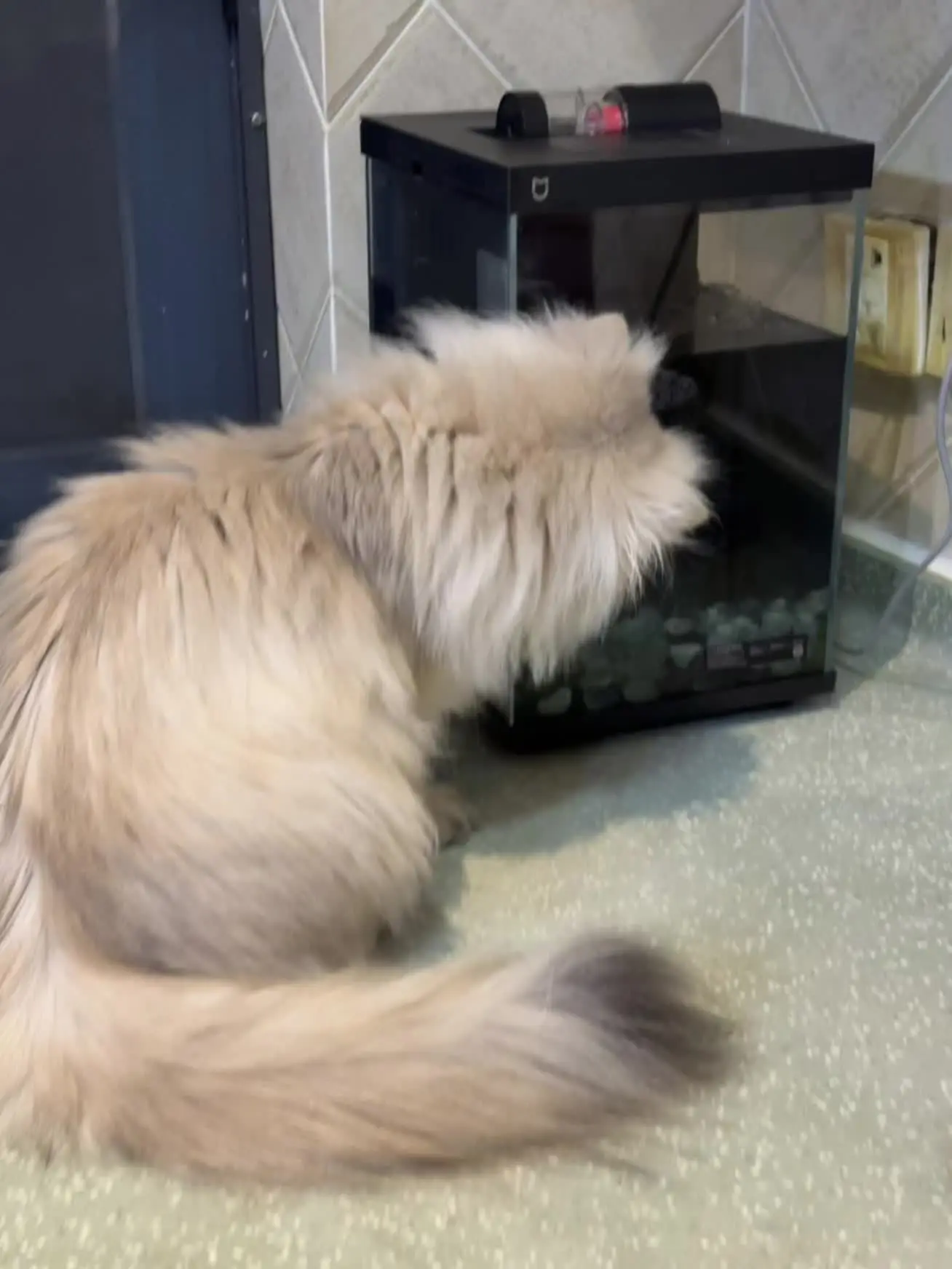 谁懂猫猫真的乖乖看电视的治愈感