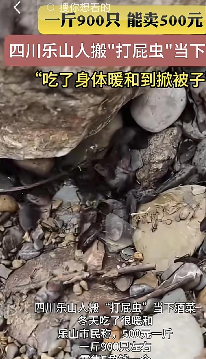 大家都认识这种虫子吗？，你们那里这种虫子叫什么？我这里叫做臭屁虫，徒手抓过，手会