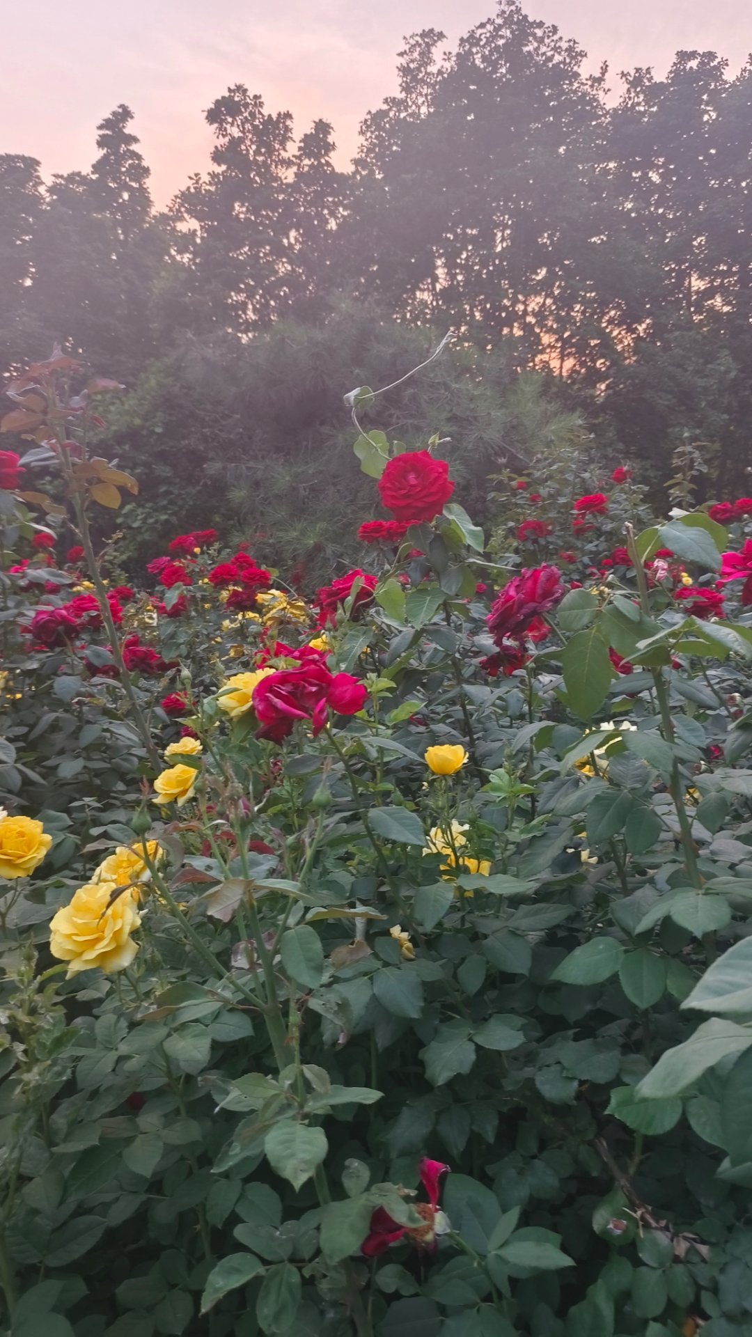 月季花也很好看 是吧 