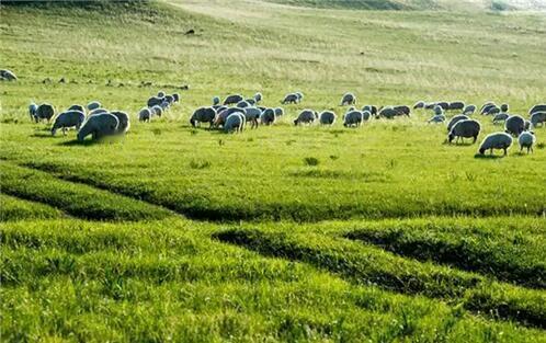 旅游内蒙古乌拉盖草原是世界上保存最完好的天然草原，境内不仅有草原，还有湖泊、湿地