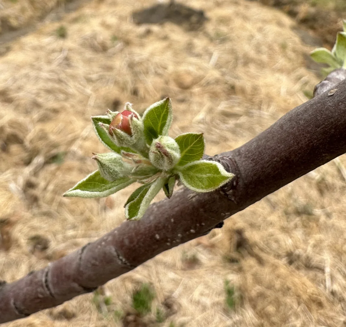 南方苹果“安娜”马上要开花了