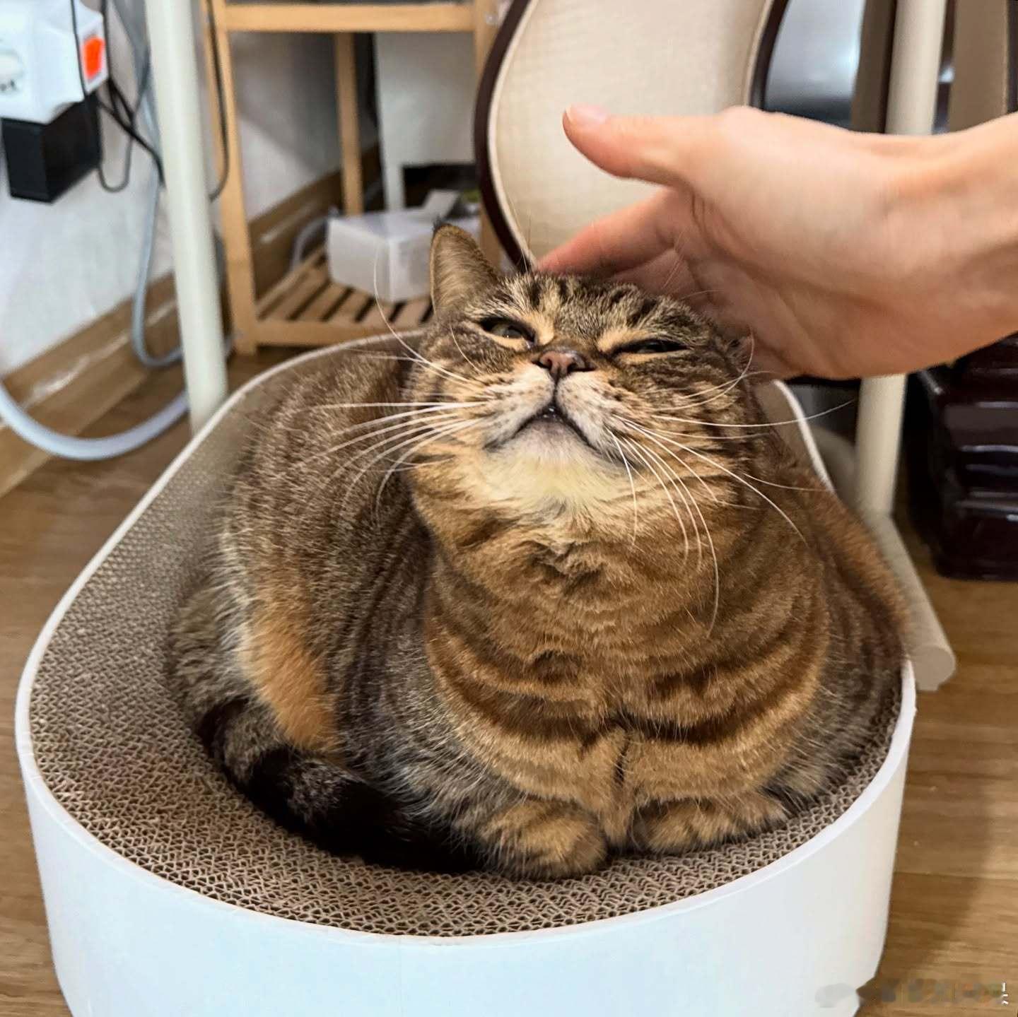 撸个猫脑壳cr：bo mang_co 