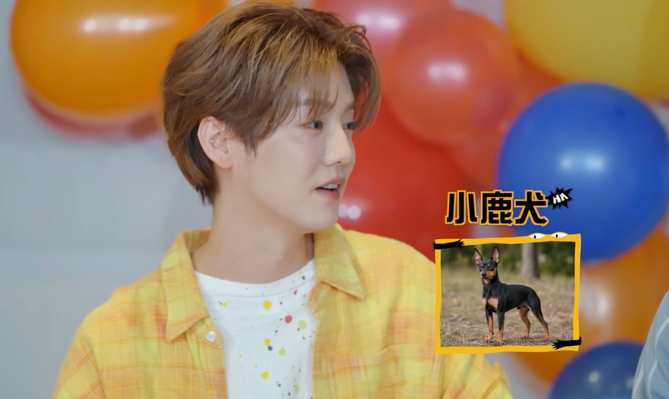 鹿晗动物塑自己是小鹿犬 鹿晗在五哈里给自己动物塑成小鹿狗，也太可爱了吧！男嘉宾报