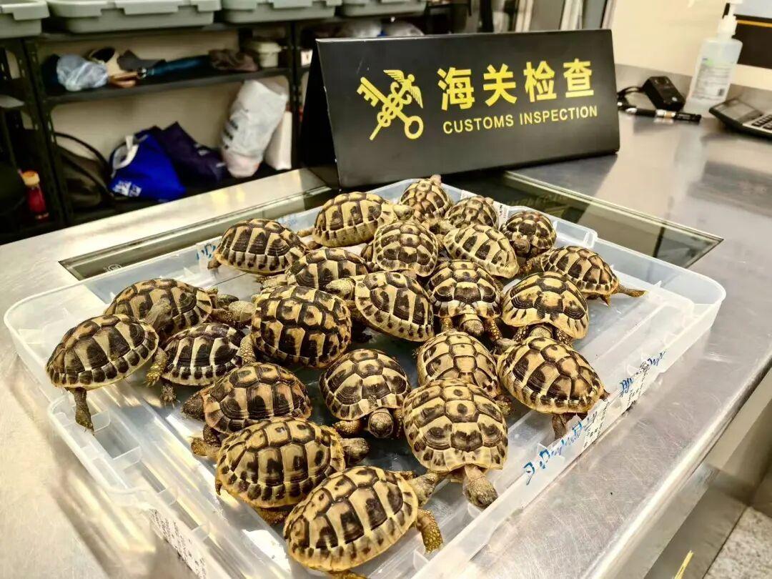 据6月11日报道一名女性旅客过海关时，关员发现她的肚子鼓得明显不对劲，当场拦下来