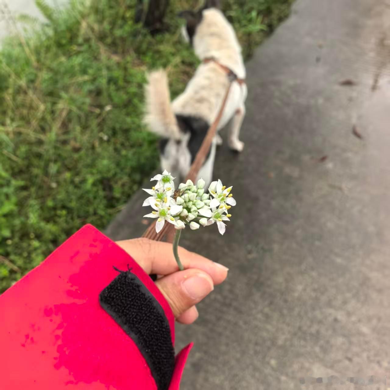 摘一朵韭菜花，摘的时候都没注意有个小虫子。这个天说冷就冷，这样的秋天会不会太冷了