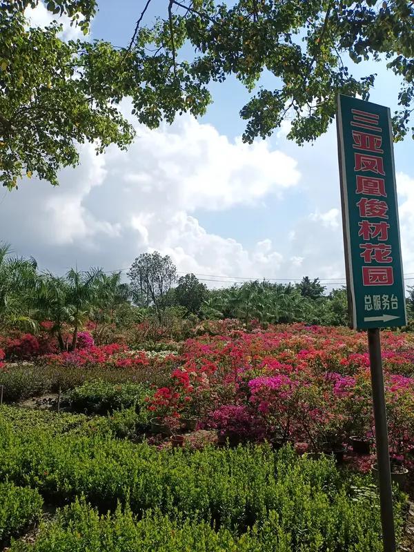 “春日经济”那叫一个火！这个春天，“春日经济”从城市火到乡村。像江西芦溪县仙凤三