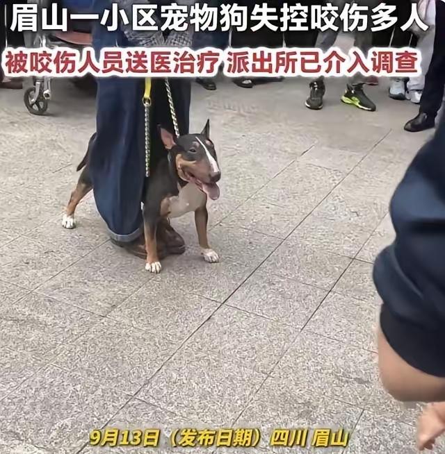 自从四川眉山那个牛头梗咬人的事出来后，我们小区的业主群直接炸锅了。

要求物业全
