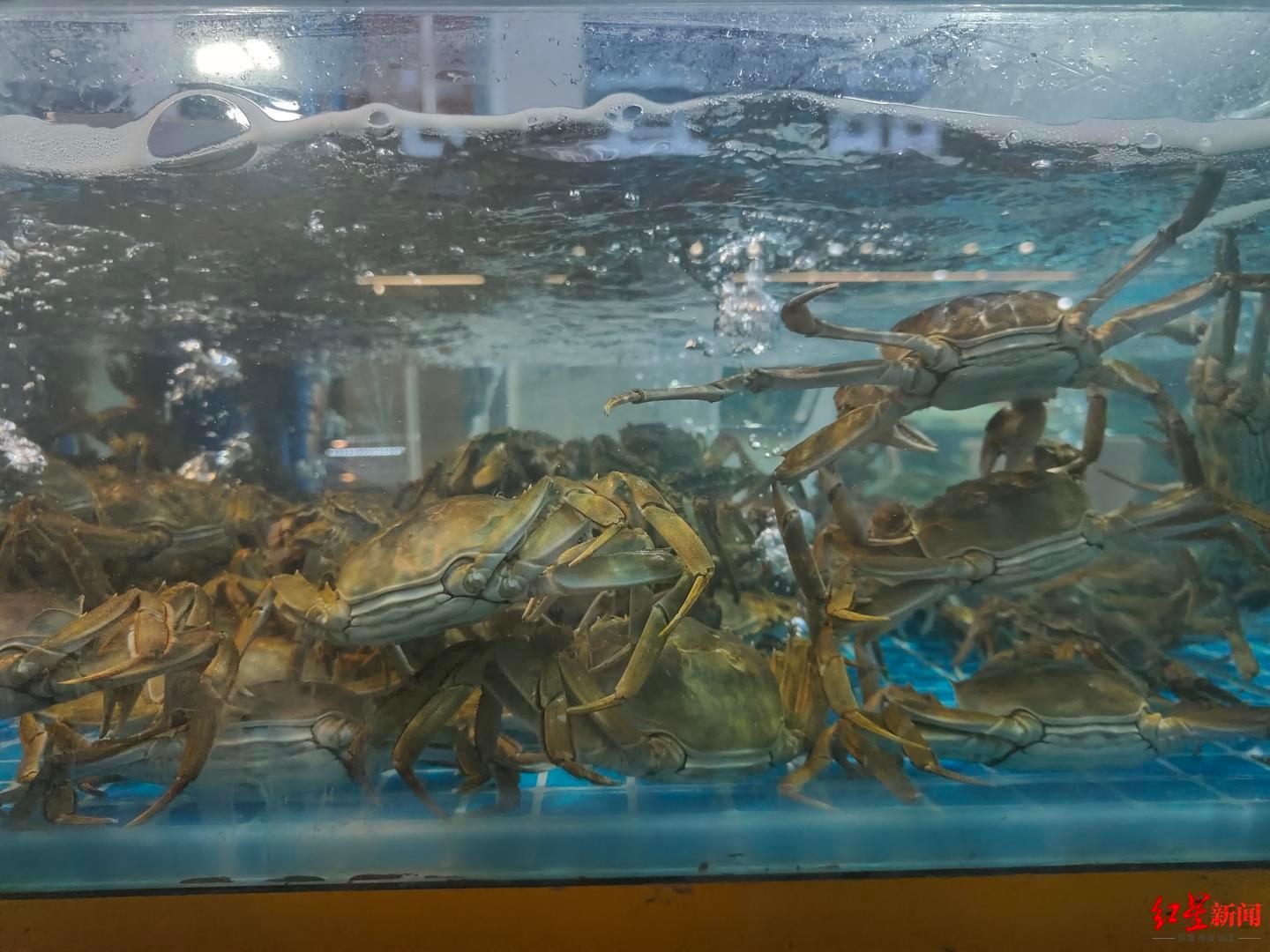 【降价约1/4，#节后大闸蟹价格跳水#！批发商：预计后续大闸蟹价格稳中有降】#批