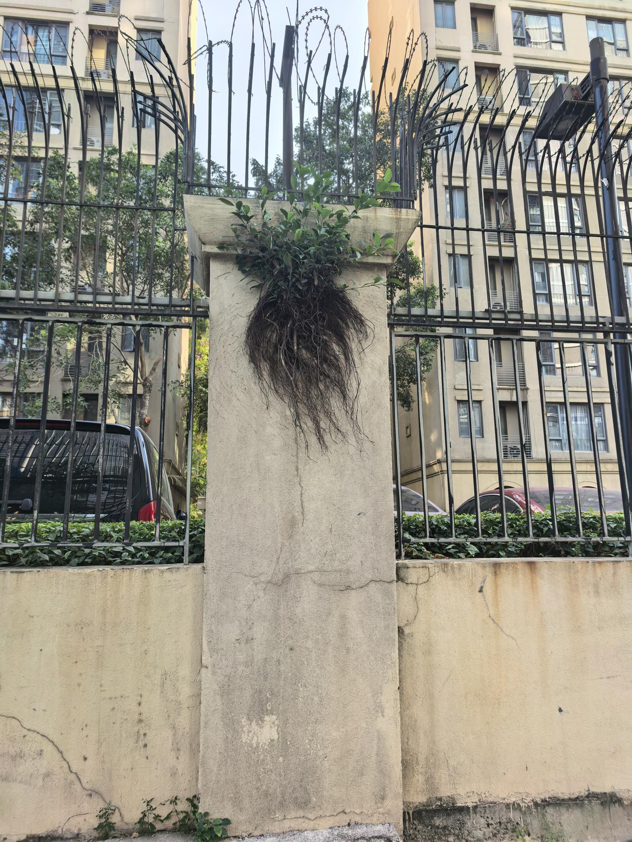 分享一下你随手拍下的照片这棵小树是怎么长在墙上的，它的根没处扎，悬浮在墙面。为适