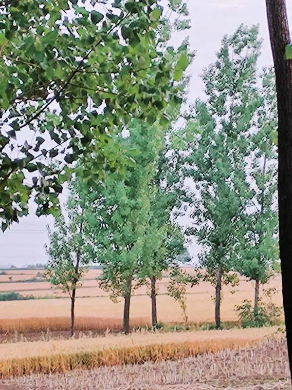 退耕还林本意是好的，是为了生态环境的可持续发展。但现在有些地方在田里种树，这就有