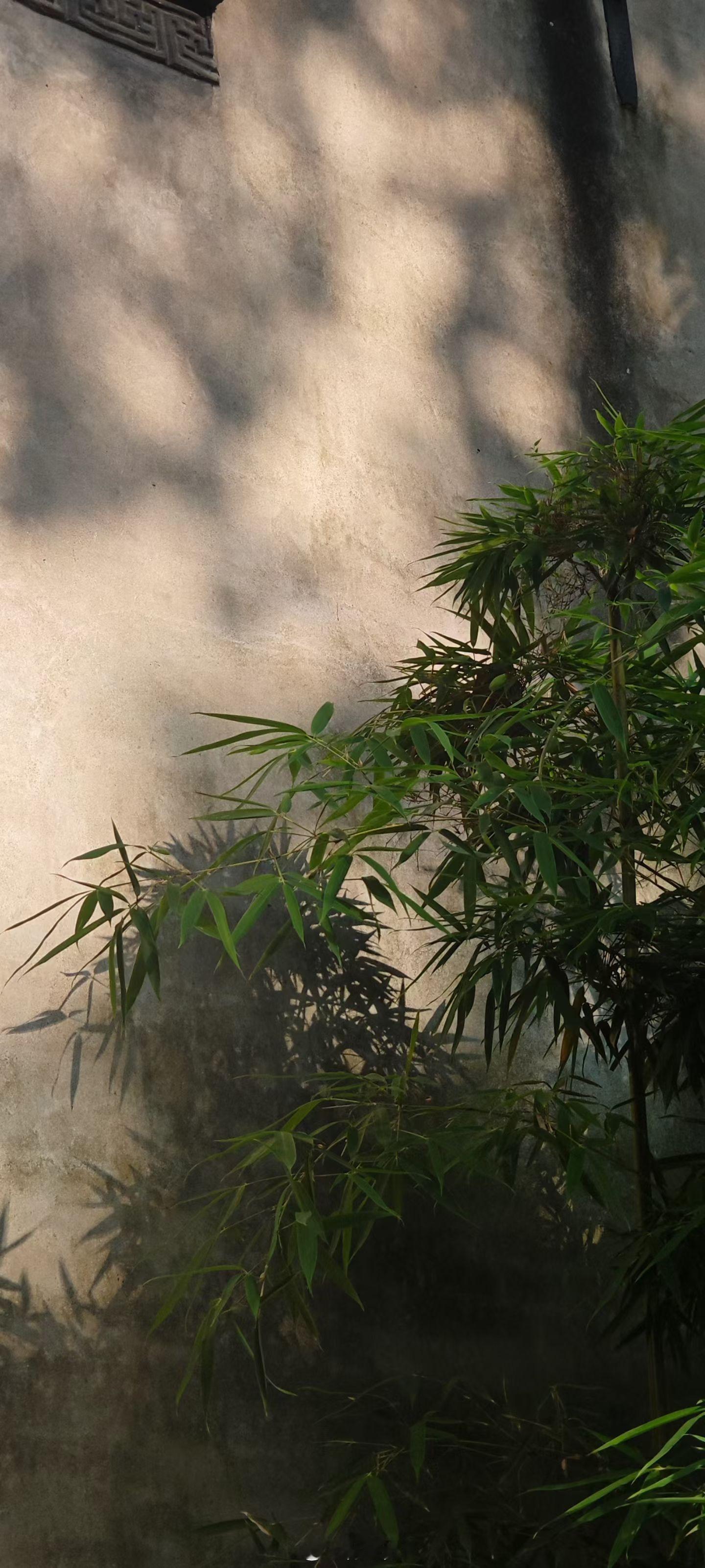 竹影。 