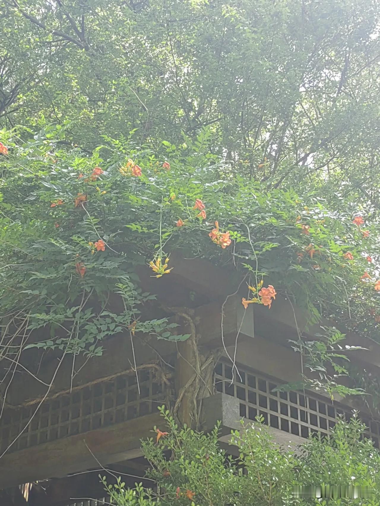 绿意盎然中，橙色花朵点缀，自然与建筑和谐共存。