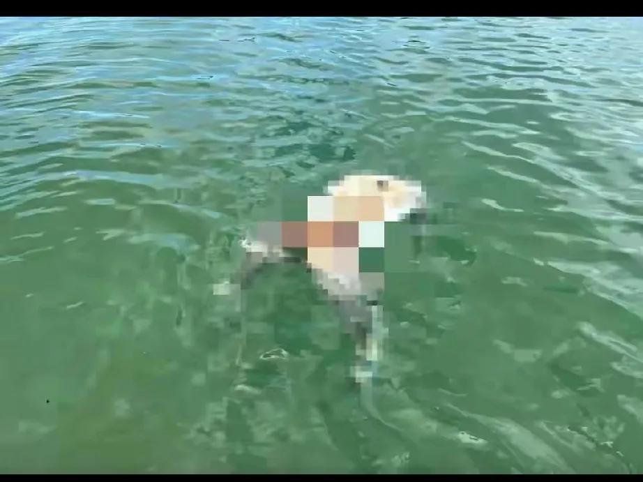 西港高龙岛无头浮尸：恐怖背后的深思

亲爱的朋友们，今天要跟大家分享一则令人毛骨