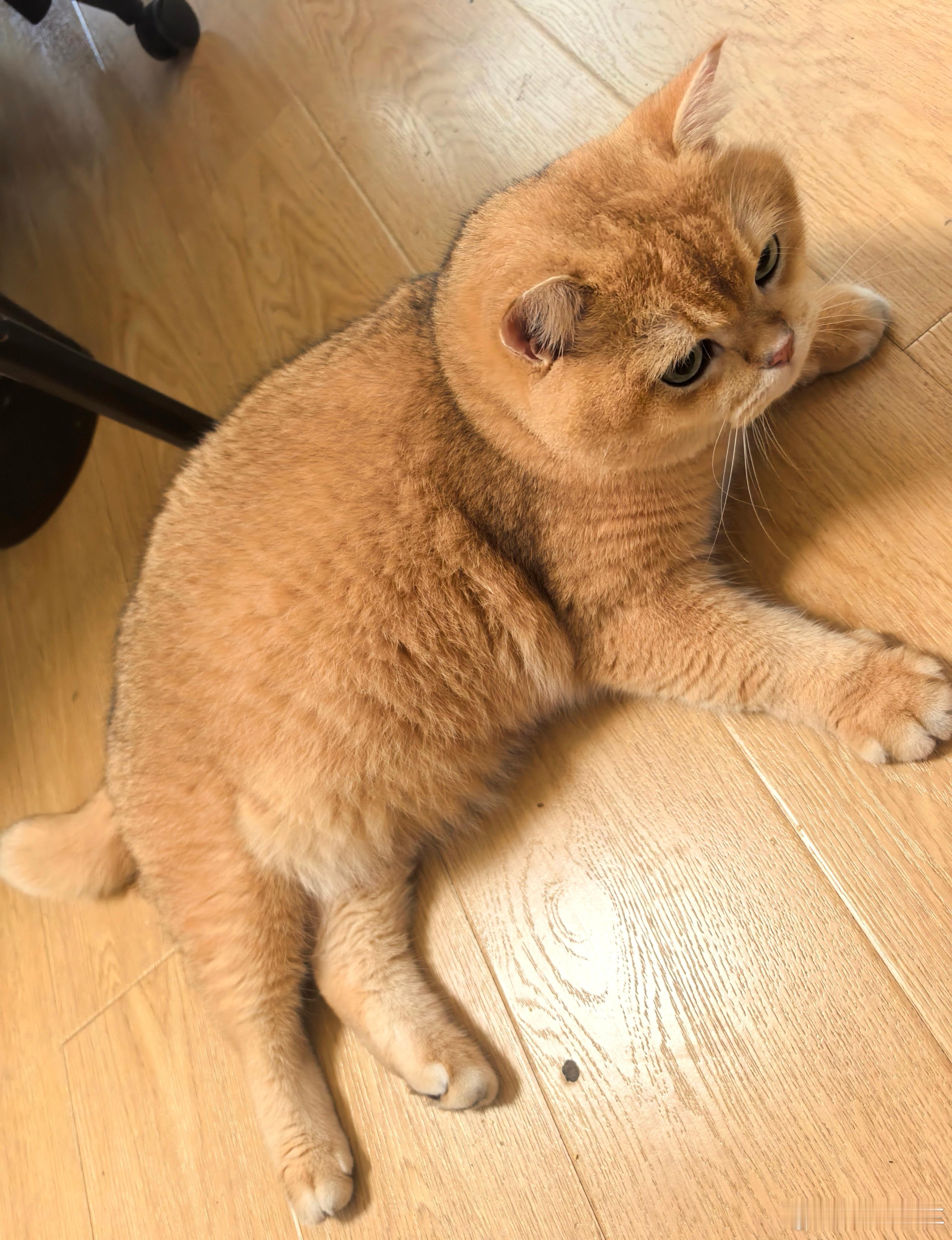 这只小猫咪超爱被摸！一走到它旁边，自己就躺下求摸摸啦[哈哈][哈哈][哈哈]金渐