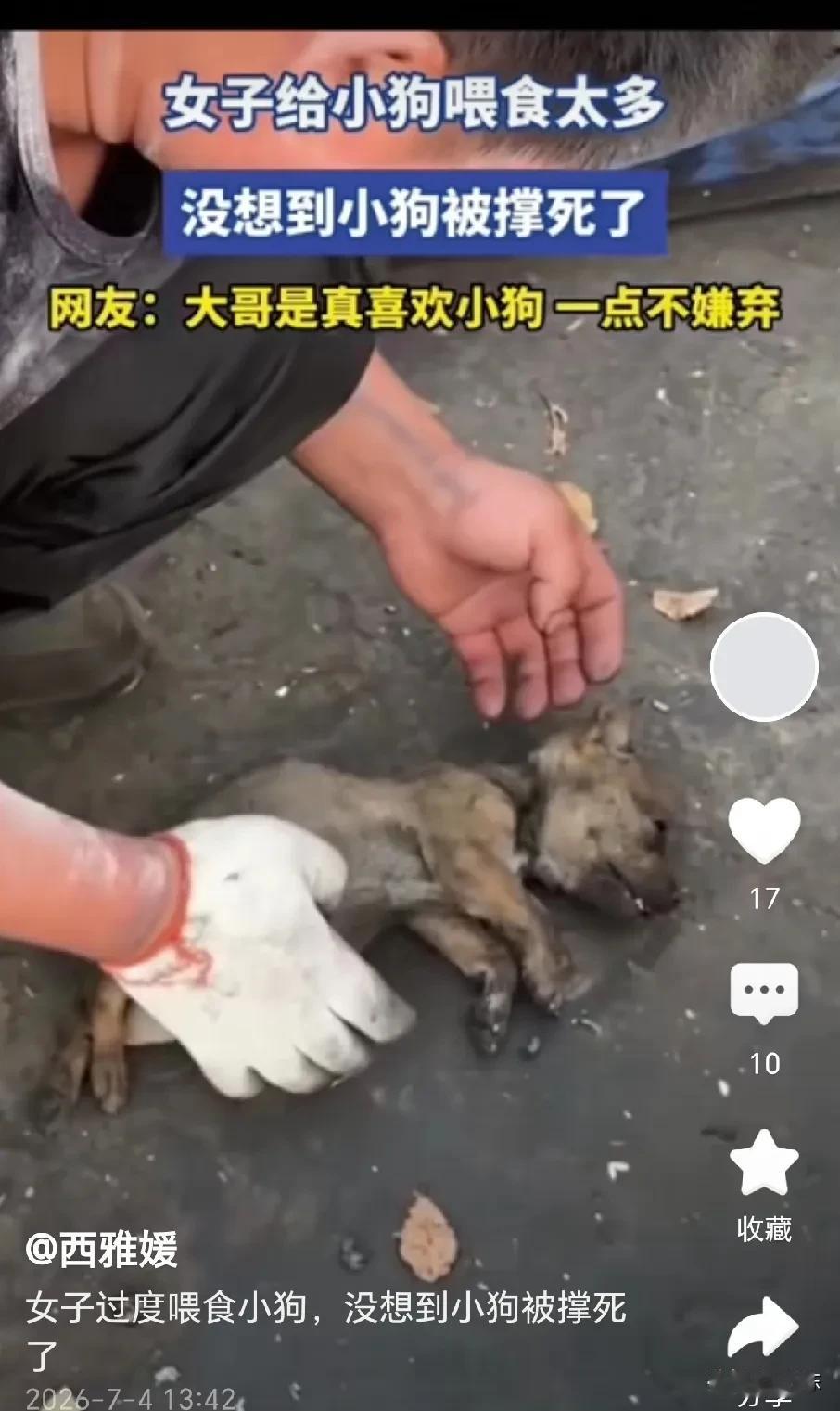太揪心了！女子给小狗喂了一大盆饭菜，小狗不知道饥饱，竟然把一盆全吃了下去，吃完就