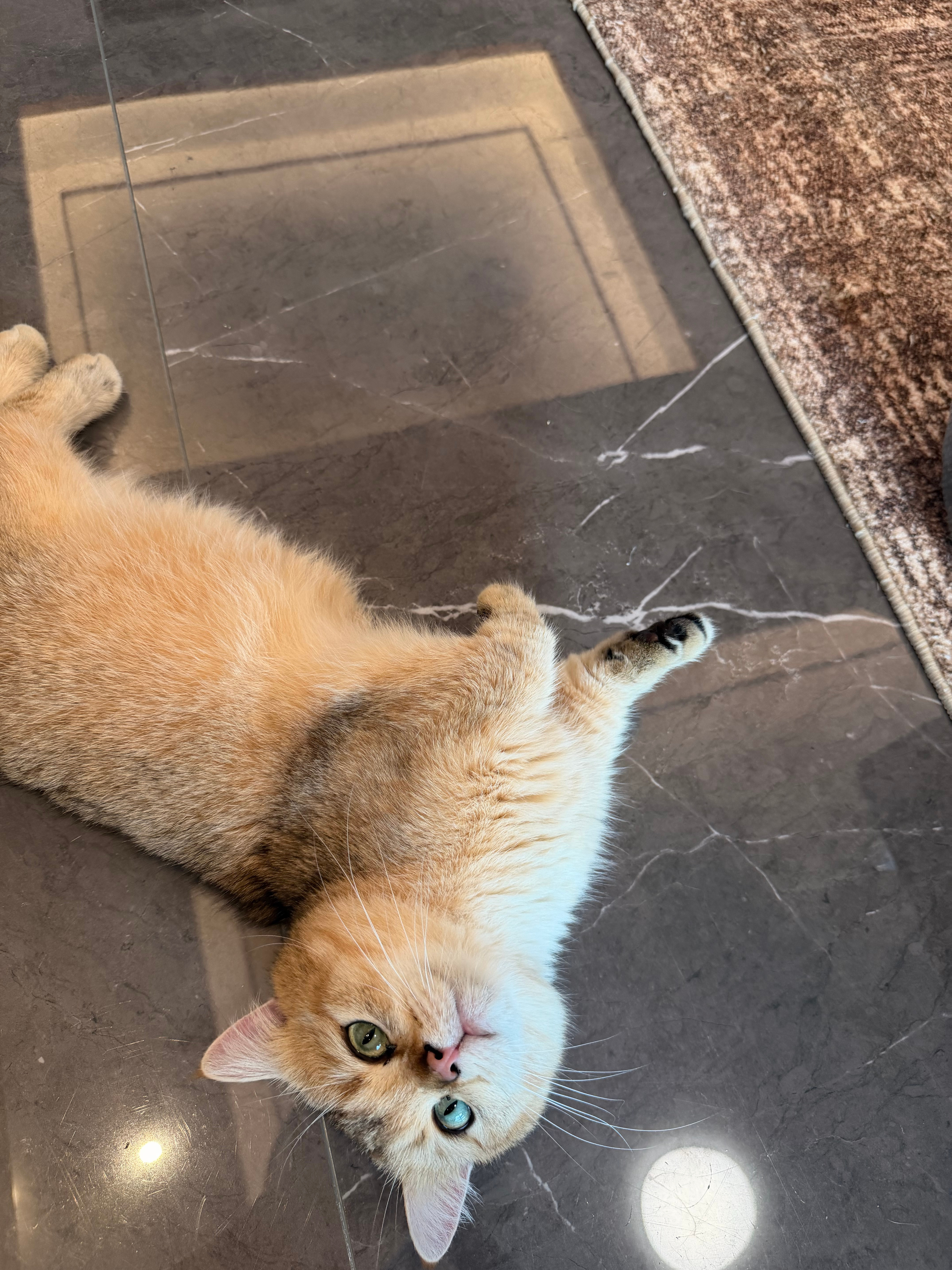 来来来，大家猜猜我今天穿哪件老品好不好，猜对了送这件哈哈哈哈哈哈好不好提示1️⃣