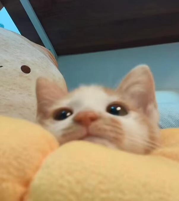小猫：早上好 