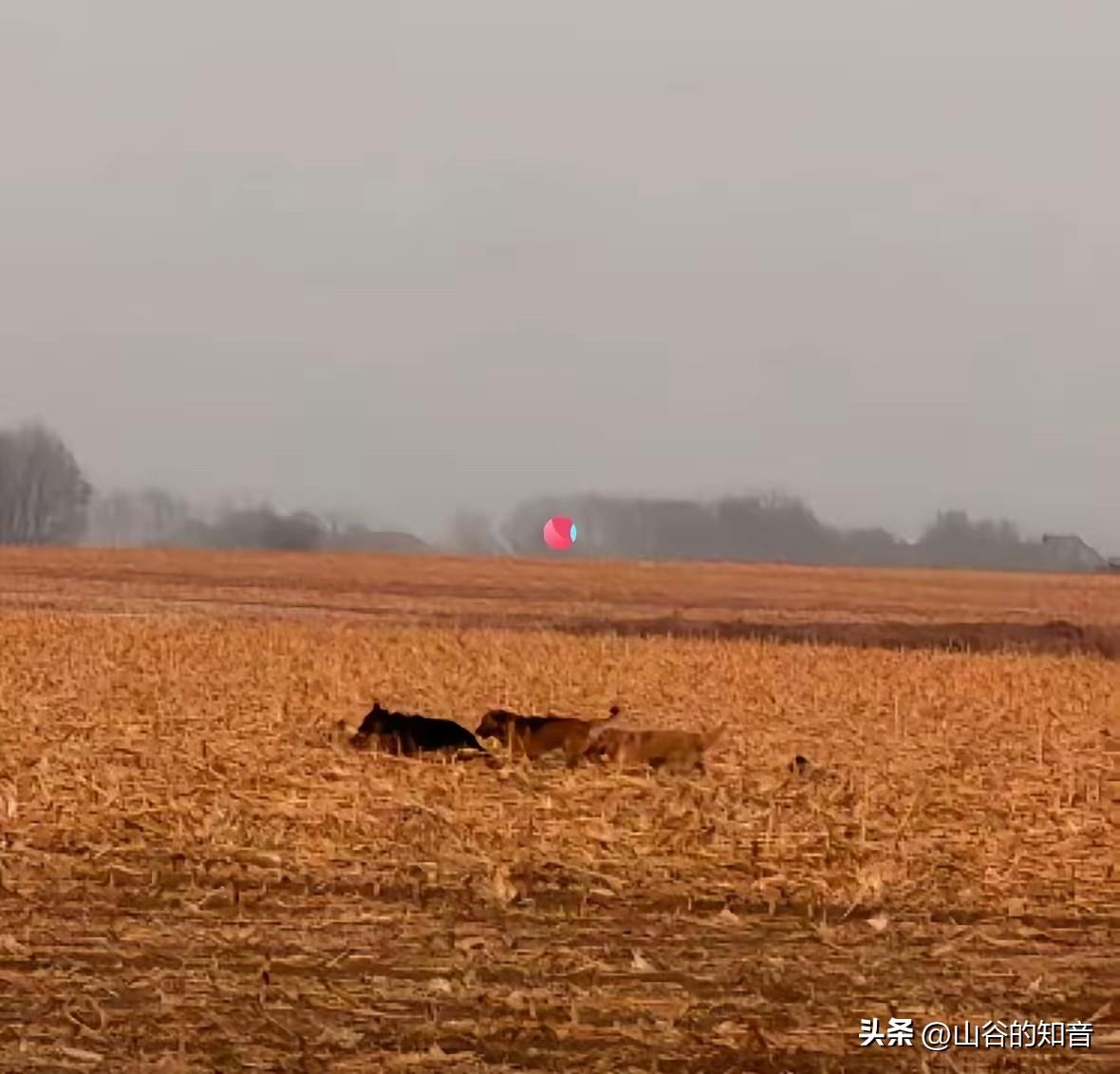 结伴走17公里回家的狗狗里，最让我感动的是那只柯基！它的名字叫大胖，在整个行程中