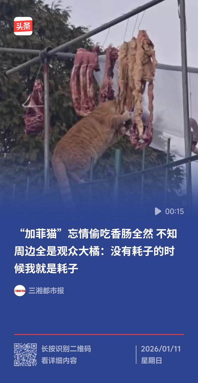 这两天全网都在刷那只“干饭橘猫”，视频48小时播放量就飙到3亿。故事发生在小区花