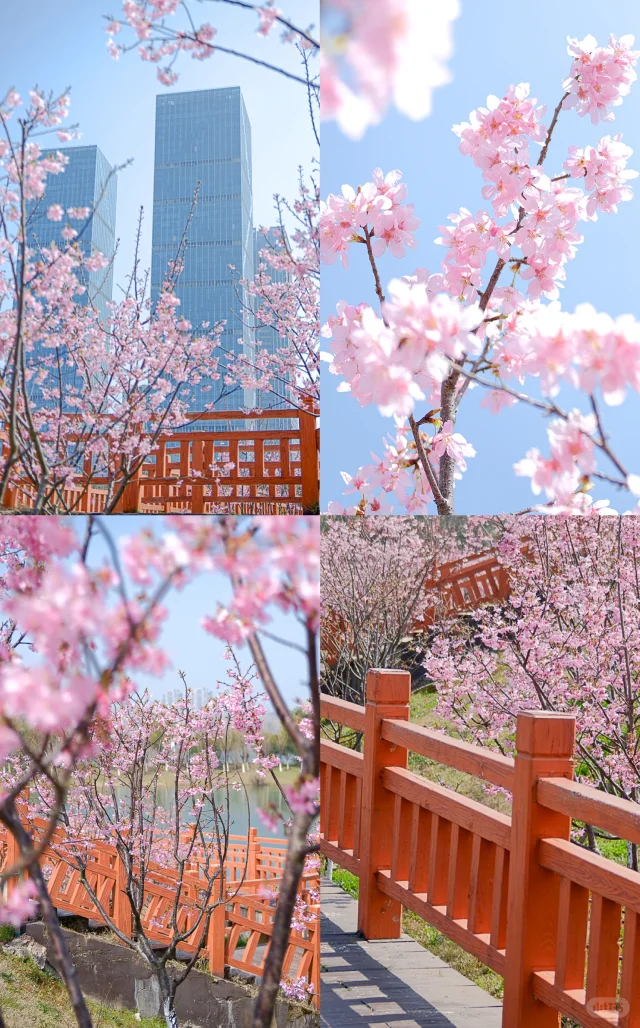 🌸南昌3月2号实况，艾溪湖粉色樱花绽放❗