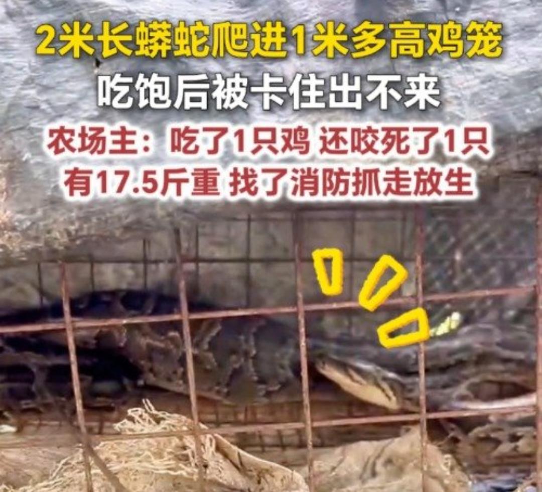 2米蟒蛇偷吃鸡被卡鸡笼！福建这幕笑翻全网，正确处理方式速看！

所有家人们，紧急
