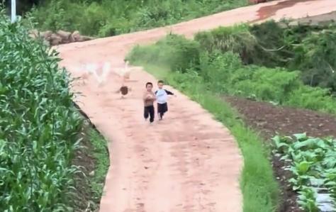 两小孩被几只大鹅疯狂追赶这就是童年吧谁小时候没被村口大鹅追杀过啊，看着两个小朋友