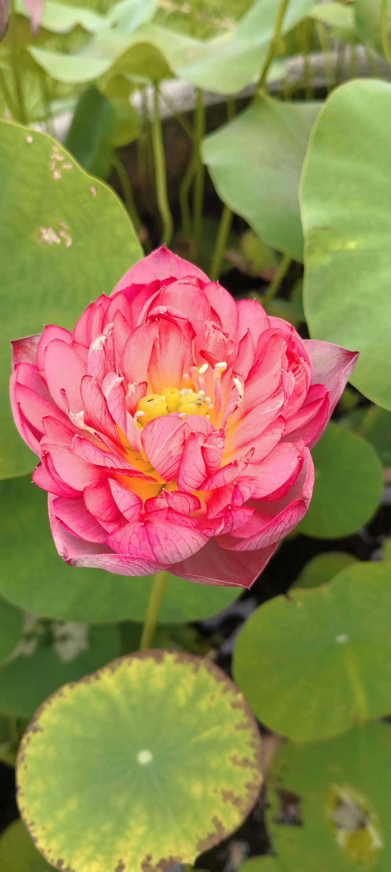 中国籍数学家王虹、邓煜斩获了2026年菲尔兹数学奖，可喜可贺！他们小学到大学本科
