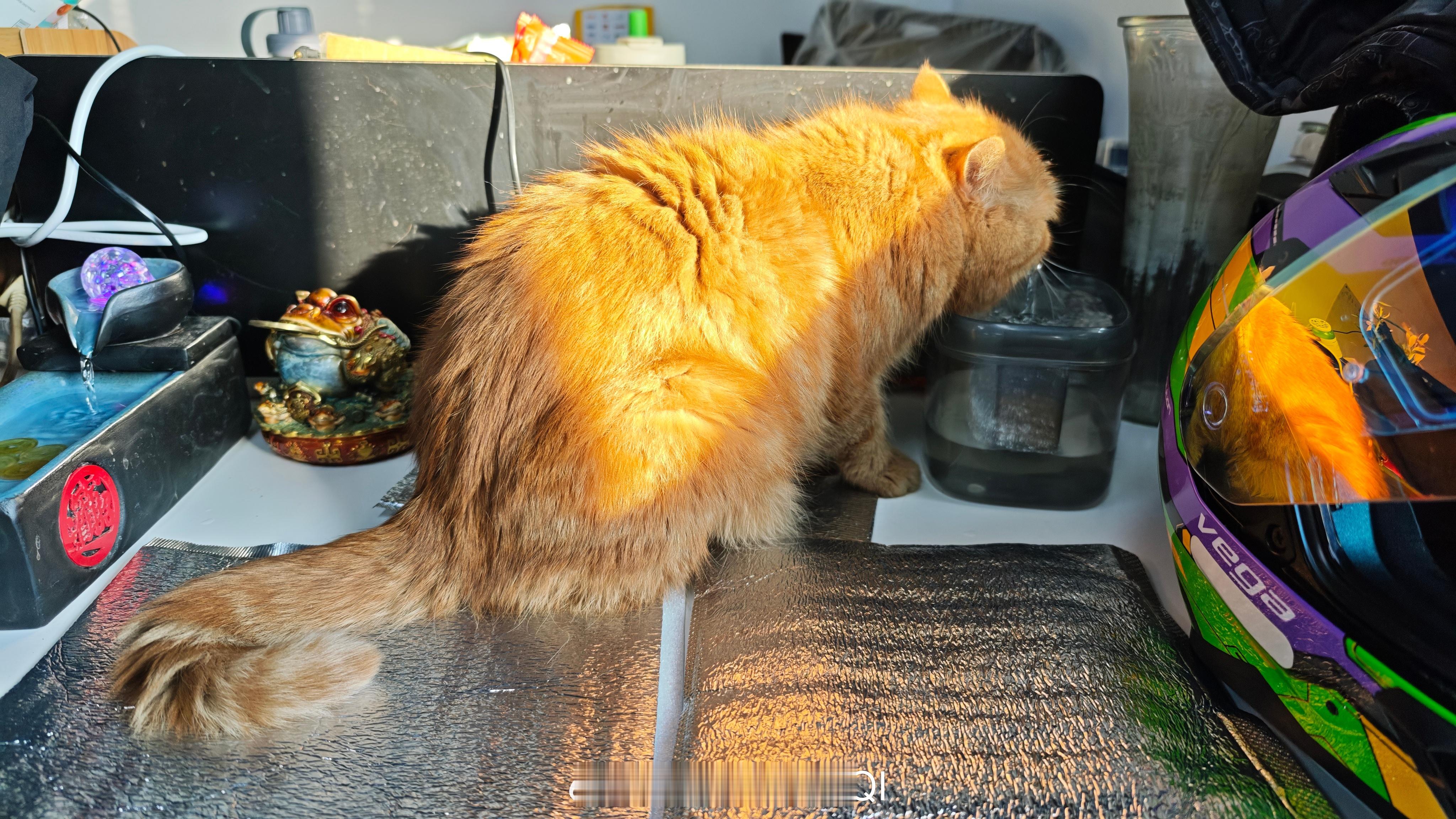 瞧给孩子渴的日常吸猫