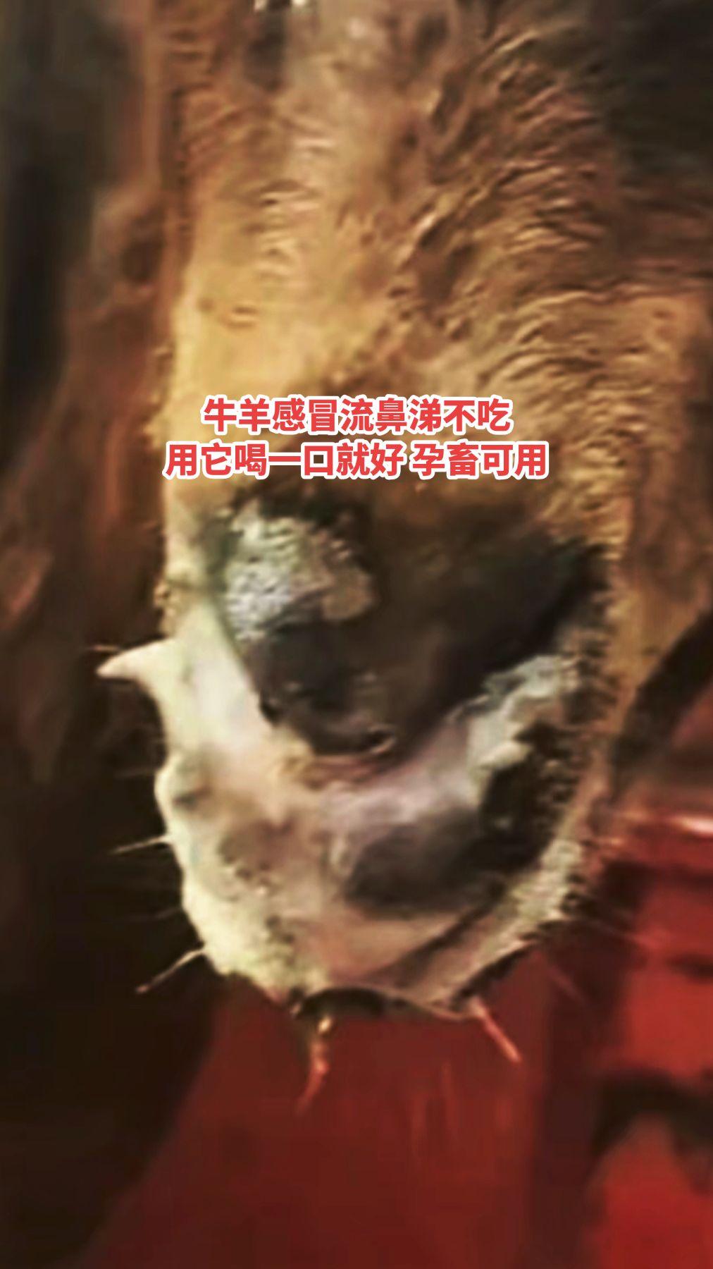 养羊人 农村养羊 养羊技术