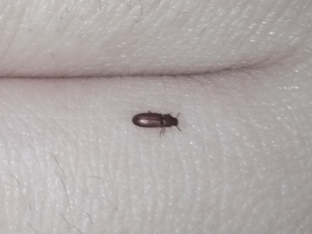 动物赤拟谷盗 Tribolium castaneum虽然叫“谷盗”但属于拟步甲科