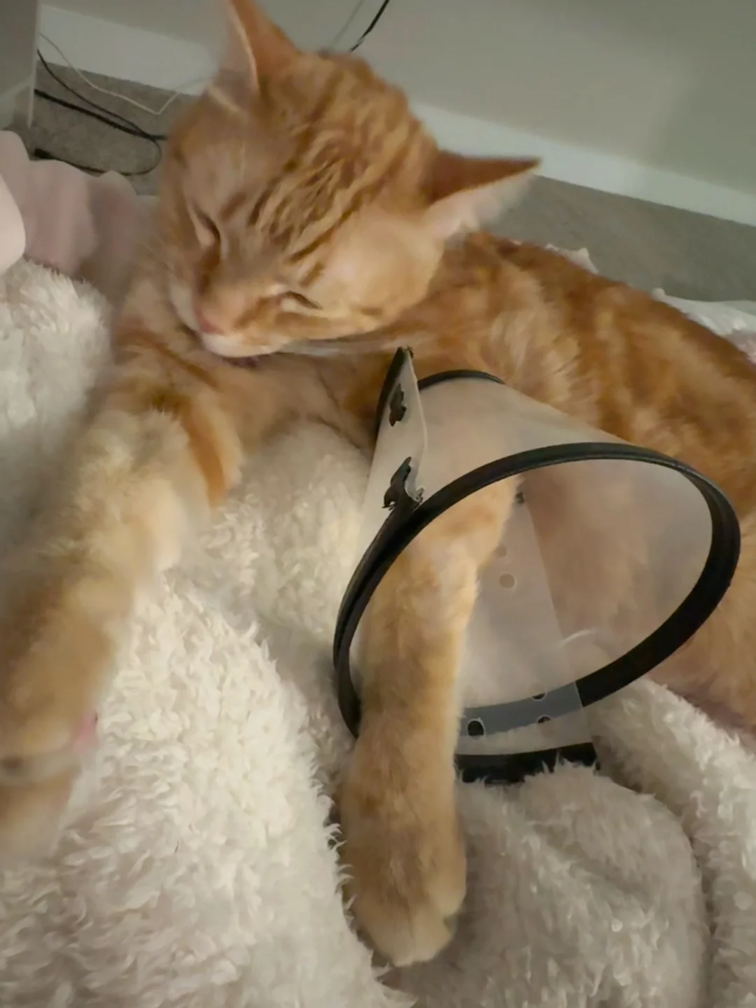 咪也不知道为什么要带袖套