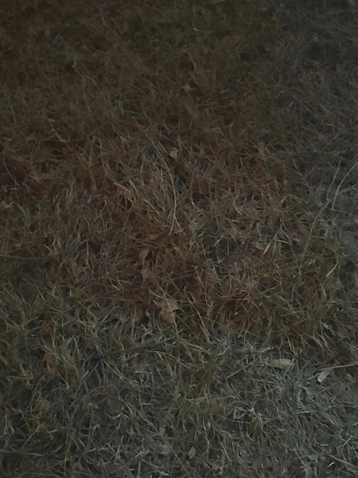 冬天夜晚的草坪，那是一种别样的存在。之前有次冬夜路过一片草坪，月光洒下，草坪像是