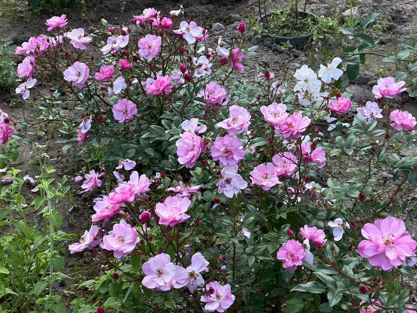 薰衣草梅兰迪