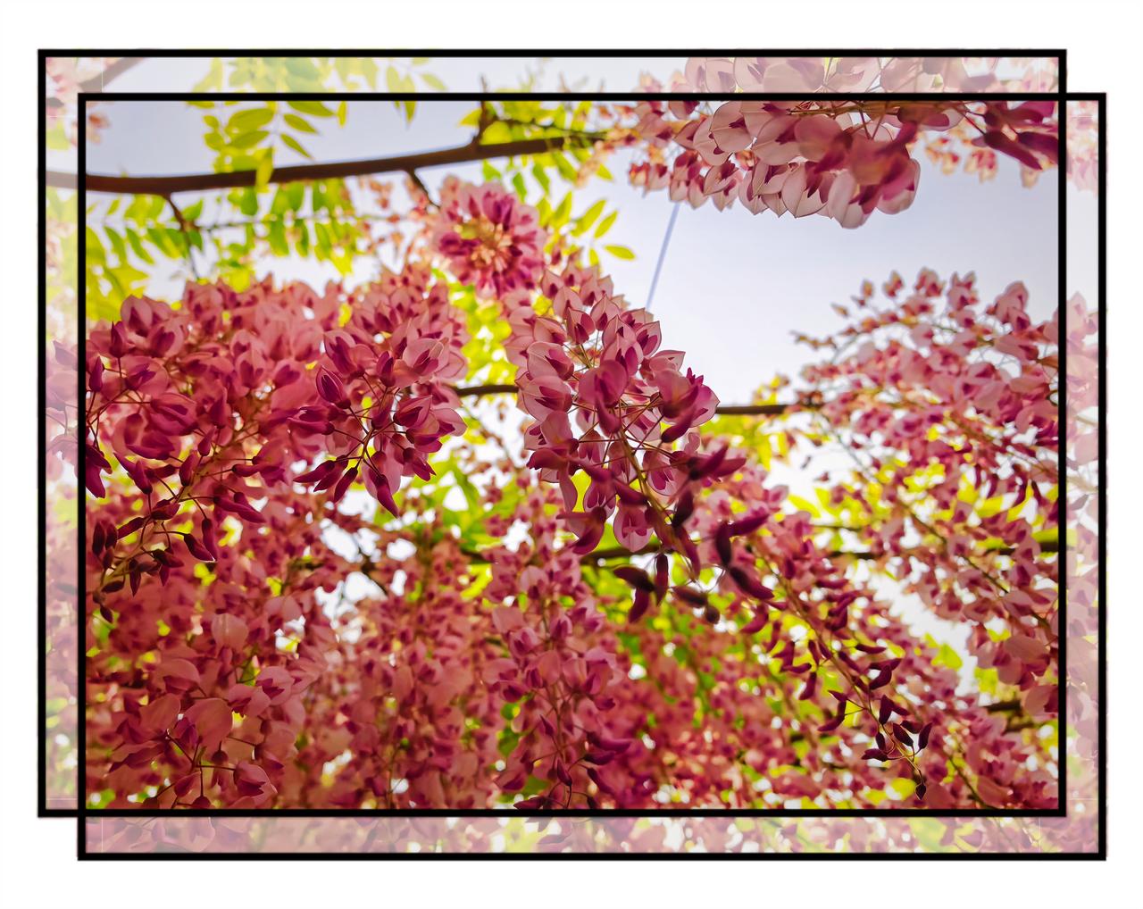 4月24日，玉渊潭藤蔓如瀑布