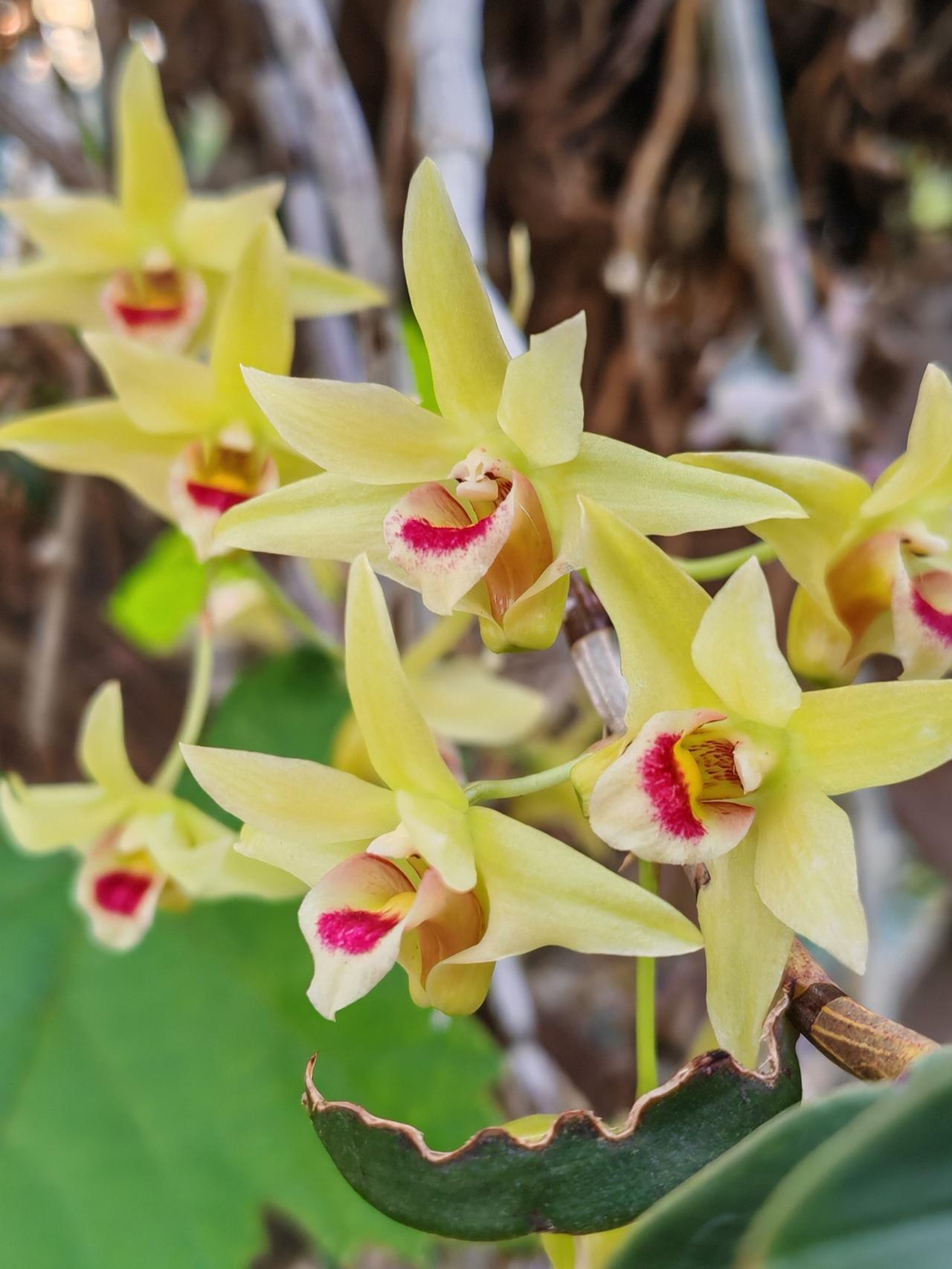 一朵朵鹅黄色的小花，还挺精致，它就是观赏型石斛的一种，开的花朵小，呈鹅黄色。之前