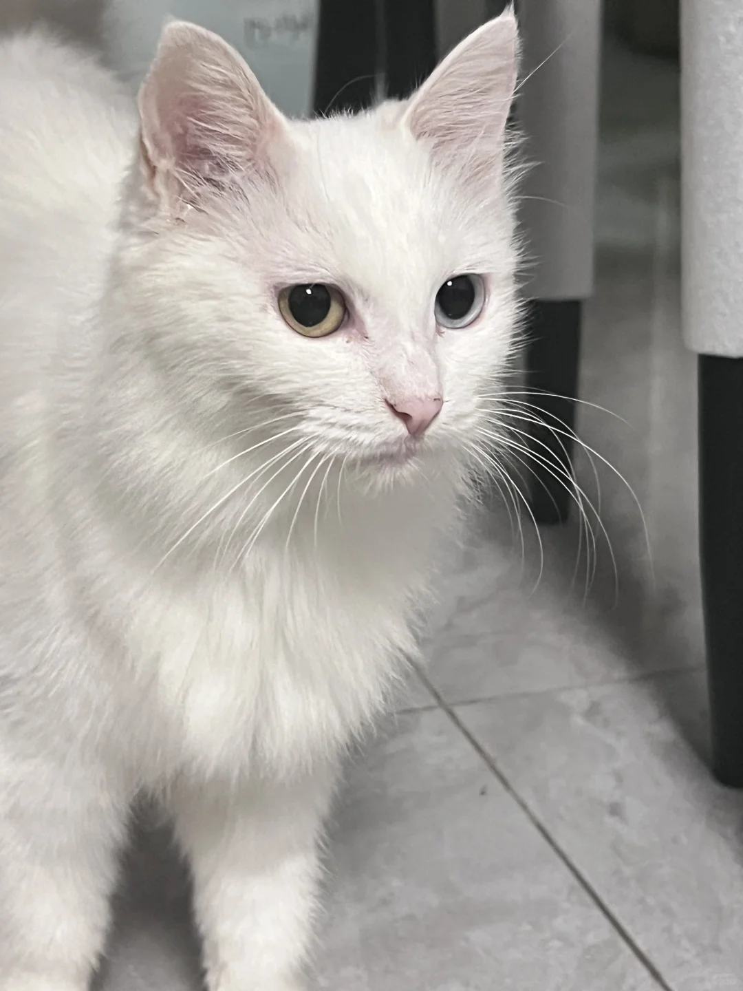 上海地区无偿领养田园狮子猫 鸳鸯眼