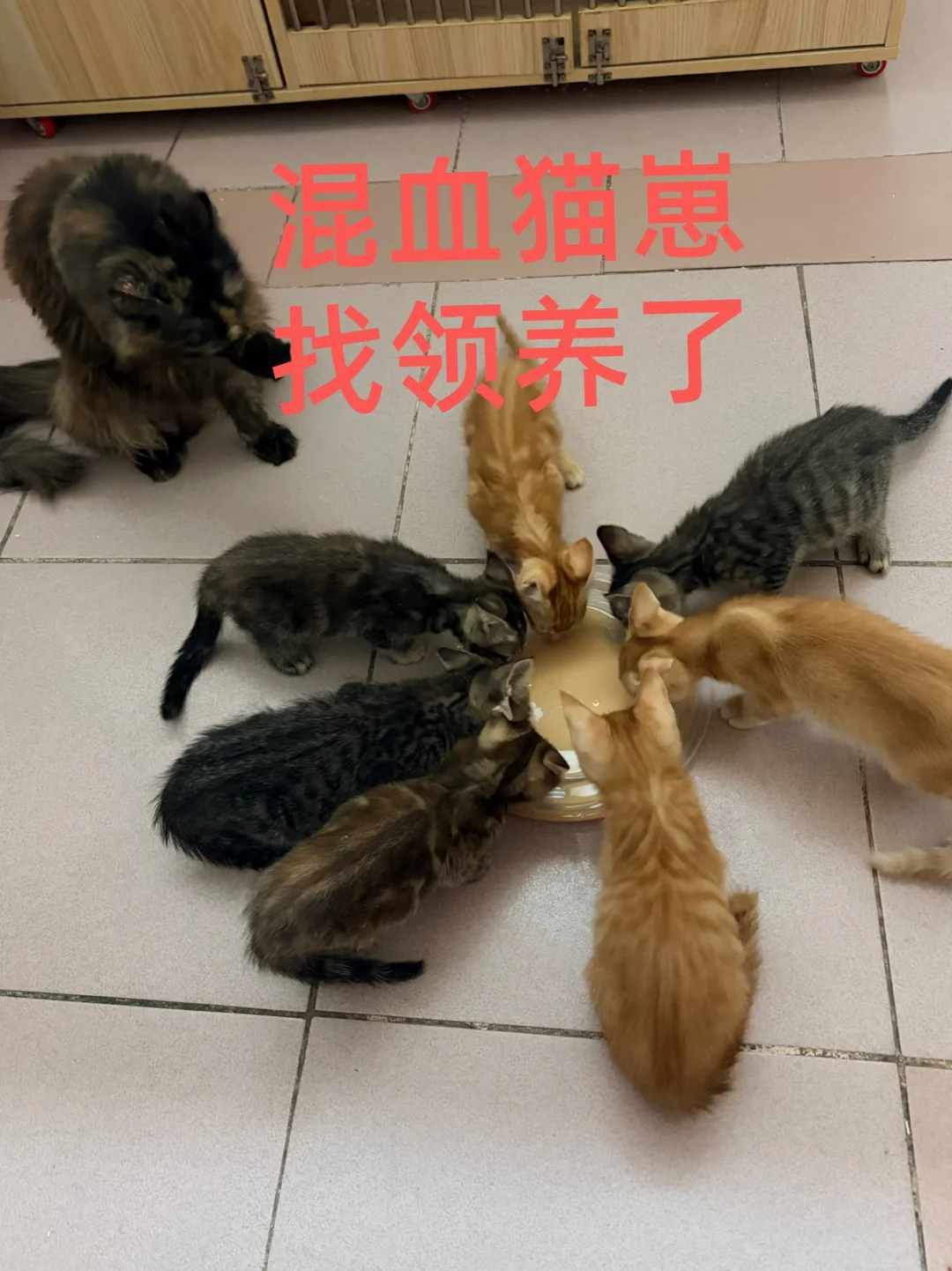 广州混血小奶猫找领养