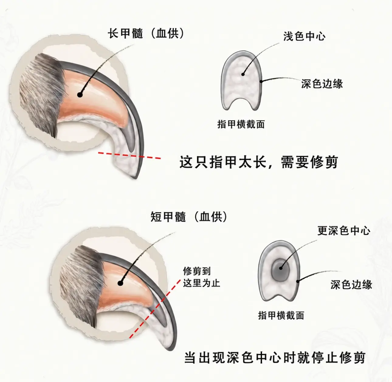 很多主人都害怕给狗狗剪指甲，这很正常！很多主人都害怕给狗狗剪指甲，这很...