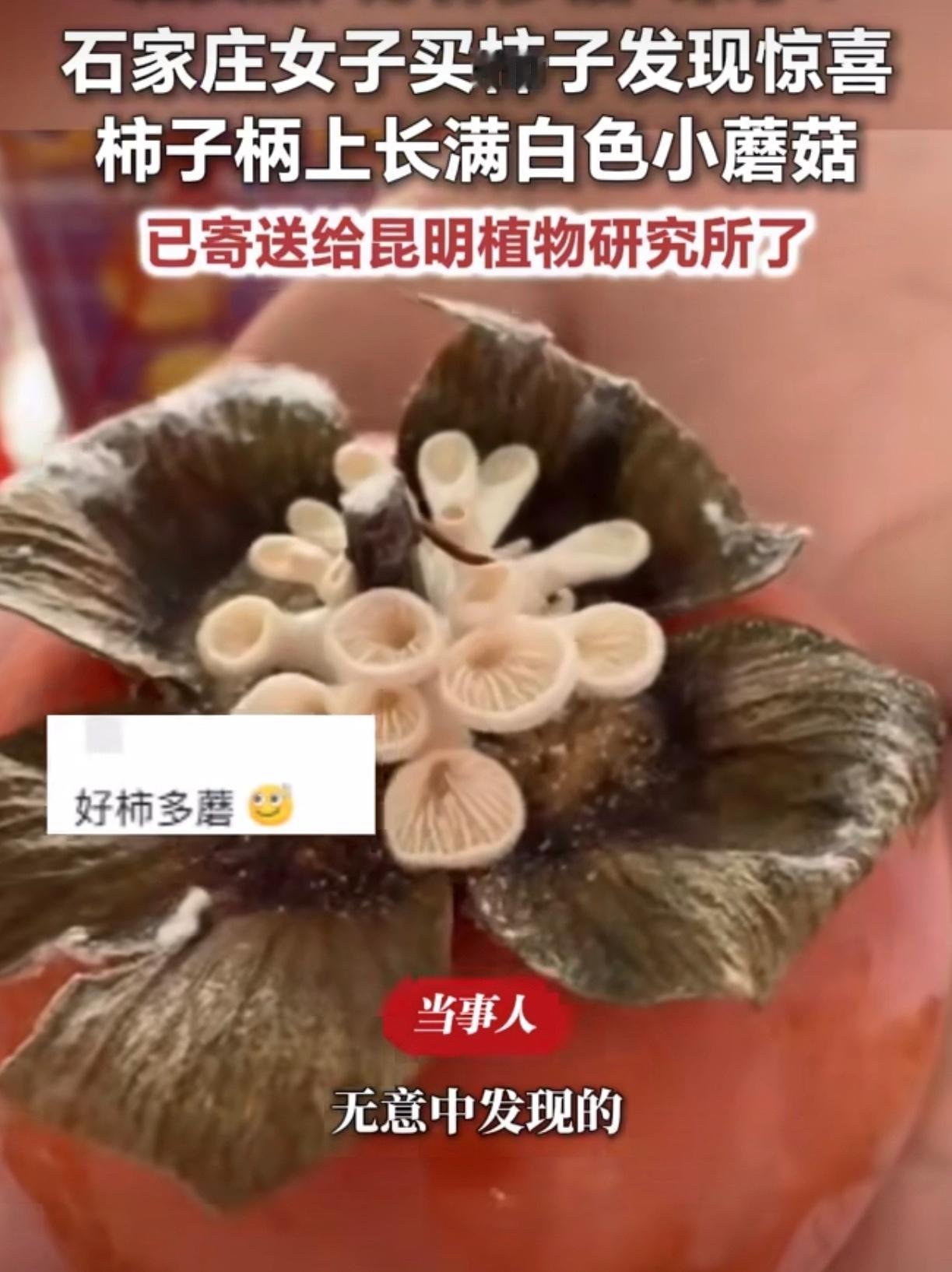 现在这金贵的柿子已经坐上快递，寄往昆明植物研究所做研究了。

我就纳了闷了，这水