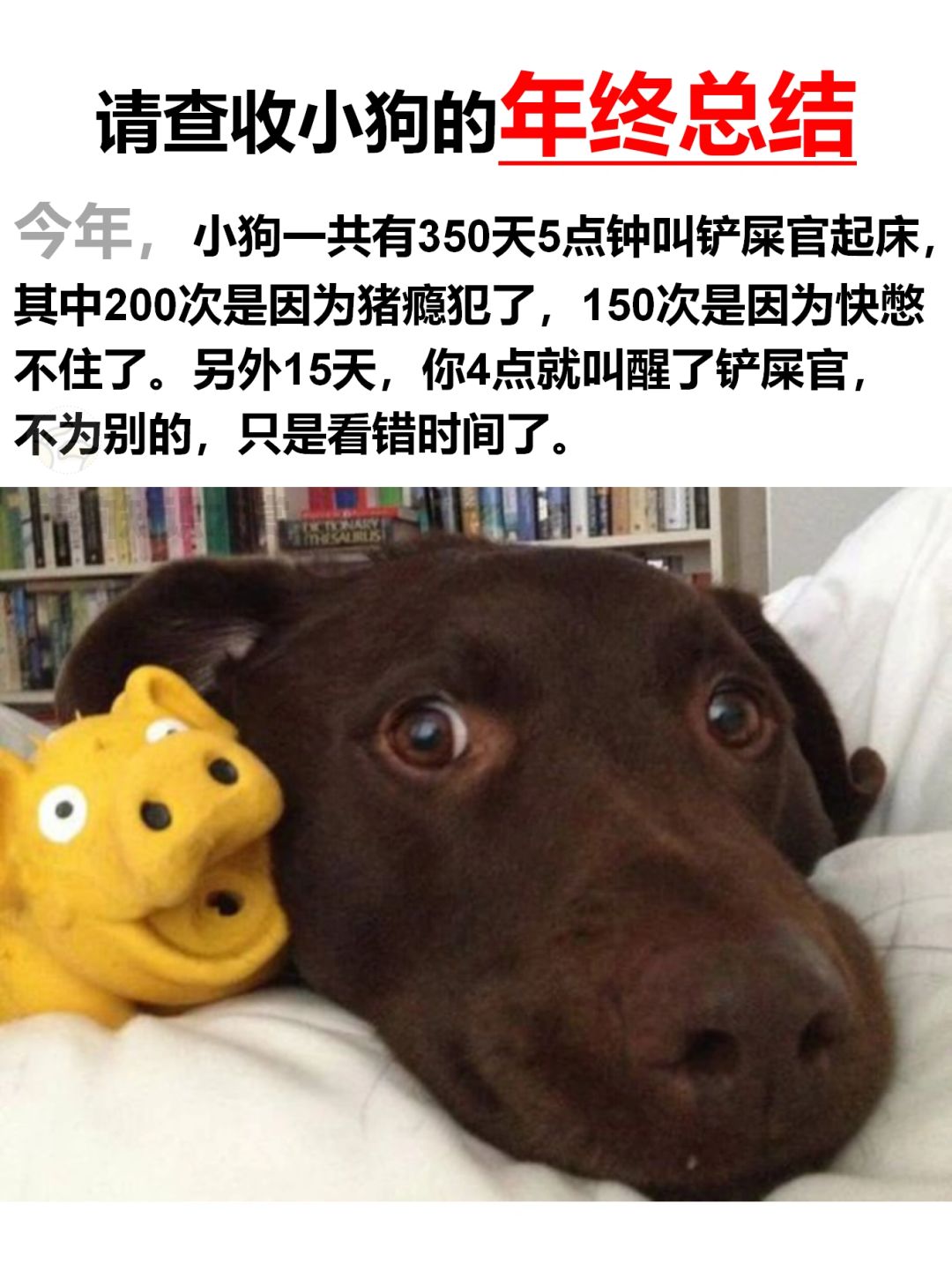 叮咚🔔小狗的2023年度总结已送达