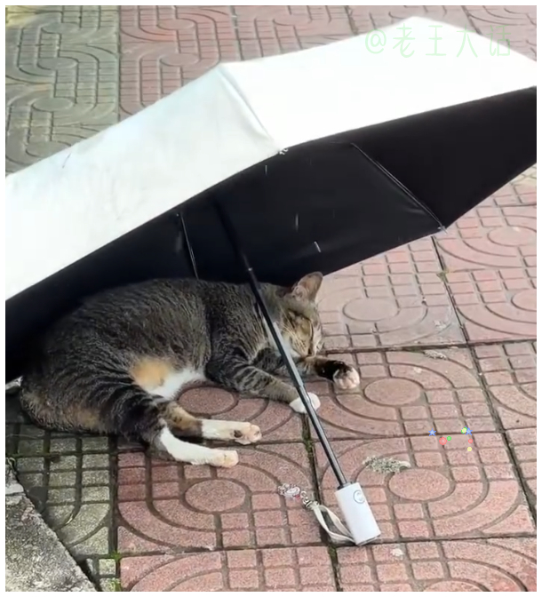 专门为猫咪打的伞