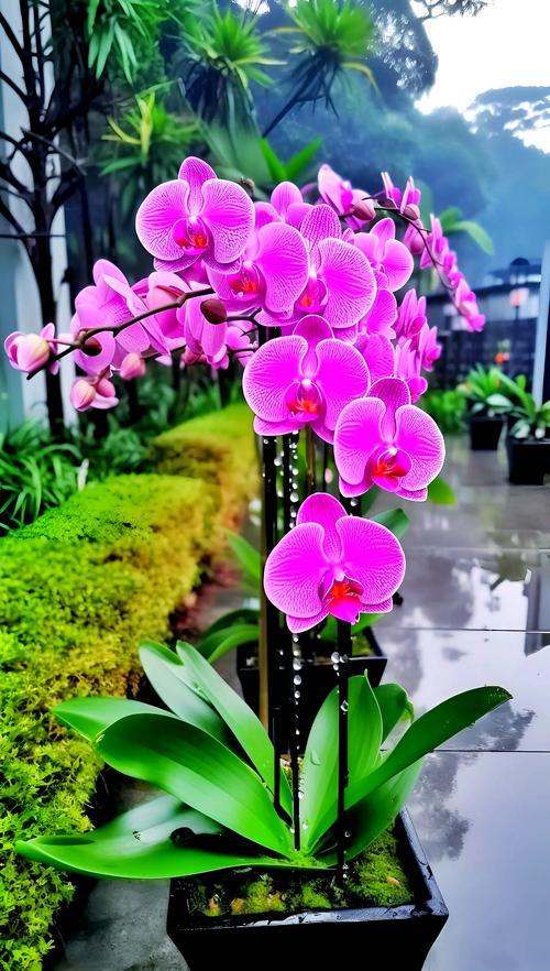 蝴蝶兰堪称花中之王，娇艳欲滴、美丽动人，有她出现，令众花逊色或嫉妒，没办法，谁让