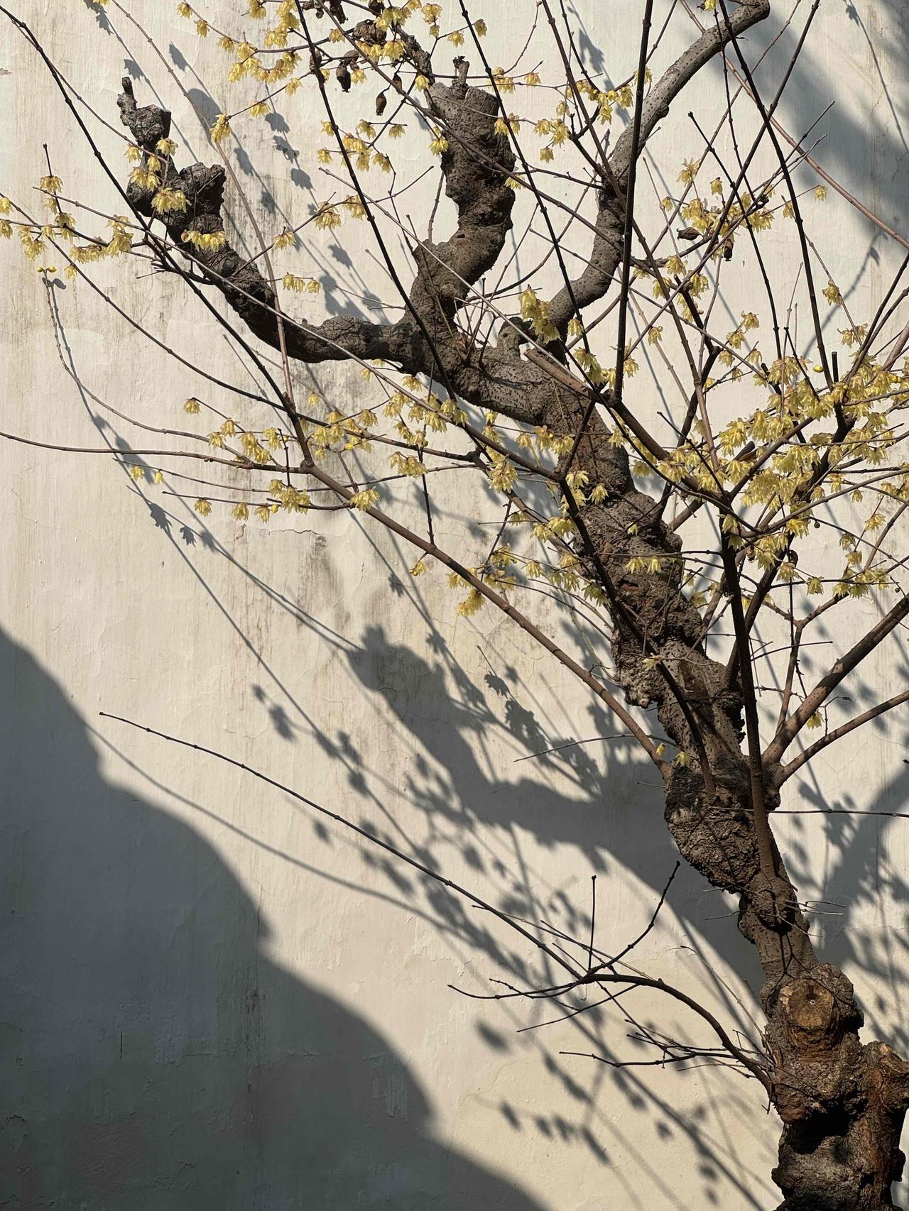 晒晒腊梅盛开的季节！寒中独绽，暗香自守，风骨清隽。
